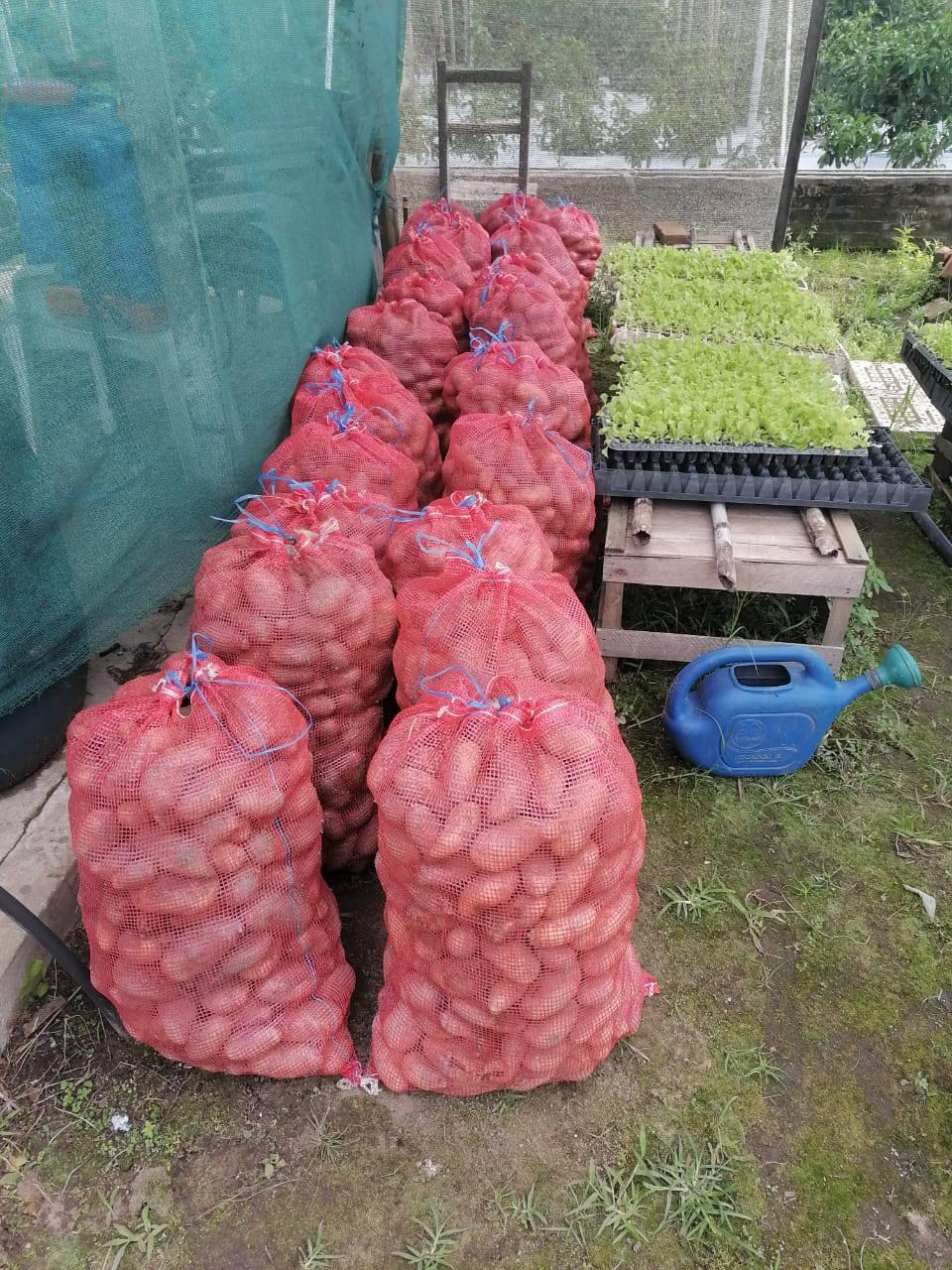 Avanza la producción local de papa en el distrito de Pilar